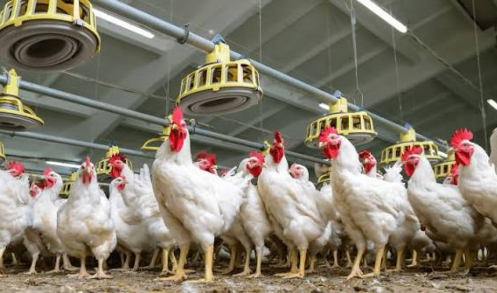 Peru als frei von hochpathogener Aviärer Influenza erklärt, Marktöffnungen für Geflügel- und Schweinefleisch im Blick