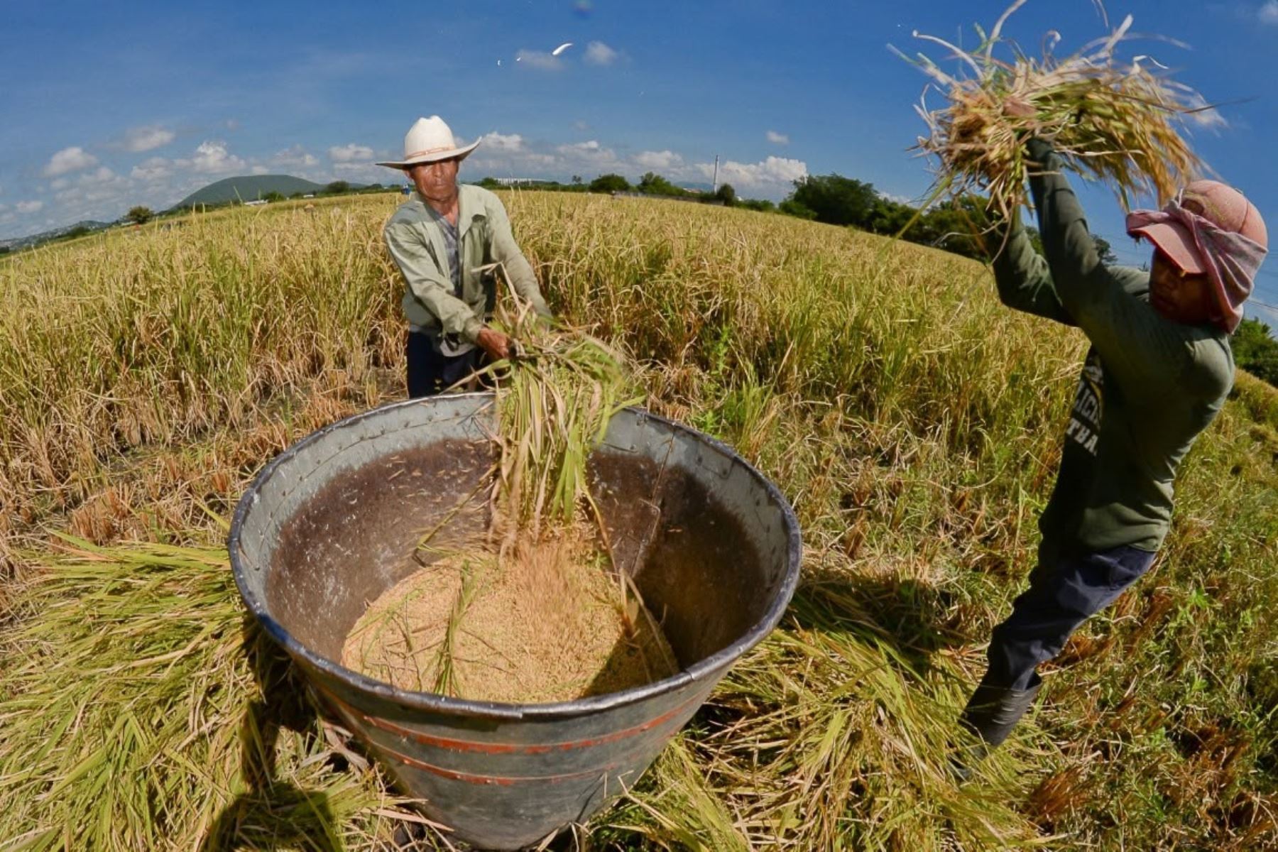 La producción de arroz de Perú alcanzó 3,7 millones de toneladas en 2025