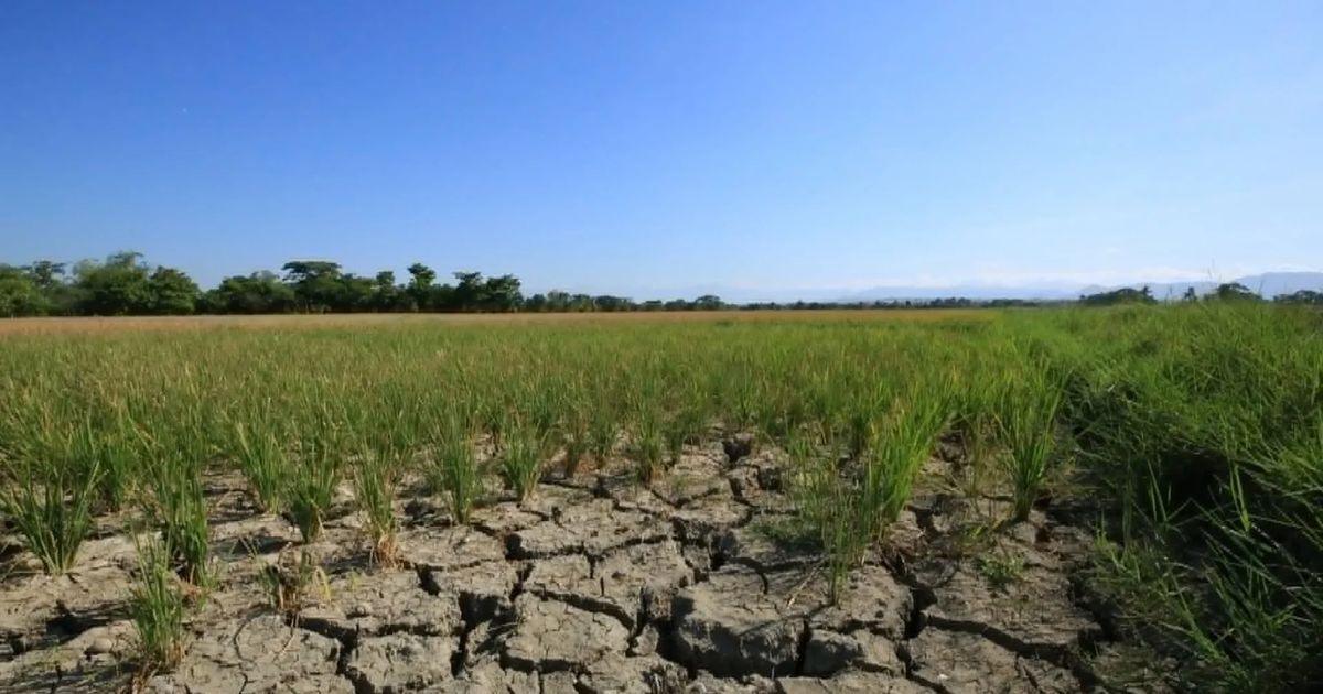 Filipinas importaría 5,2 millones de toneladas de arroz en 2026/27