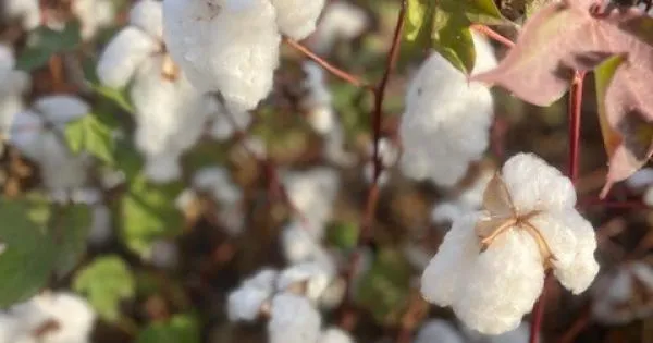 La previsión de rendimiento del algodón de Puglia sube un 15% ante la cosecha de 2026