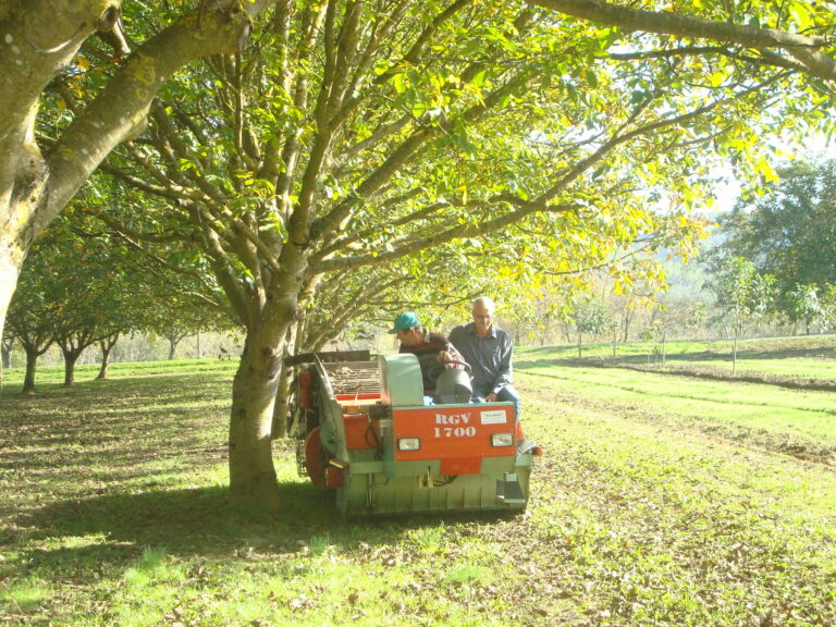 Rumanía concentra el 43 % de la producción de nueces de la UE