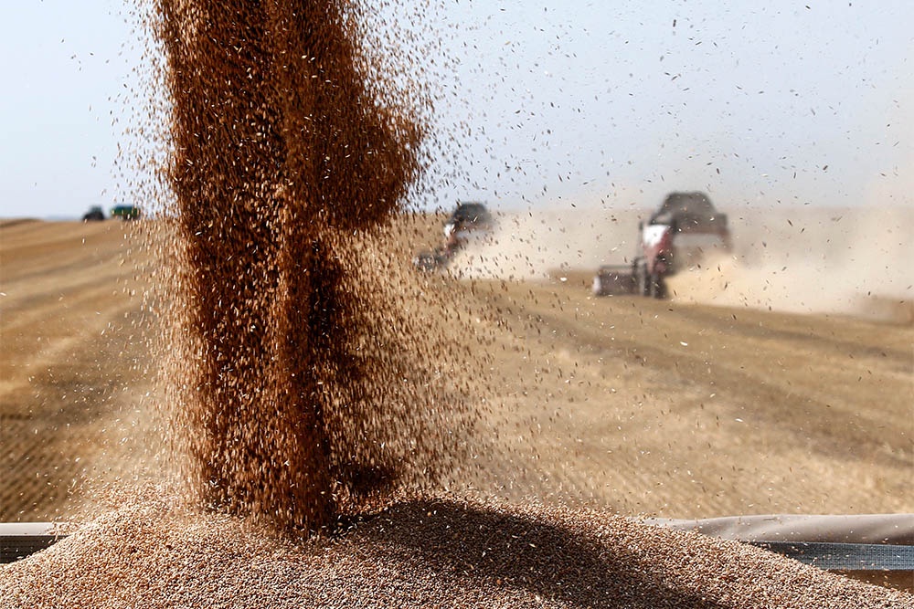 Russlands Getreideexport bremst: Ernte von 140 bis 141 Millionen Tonnen baut Inlandsüberschuss auf