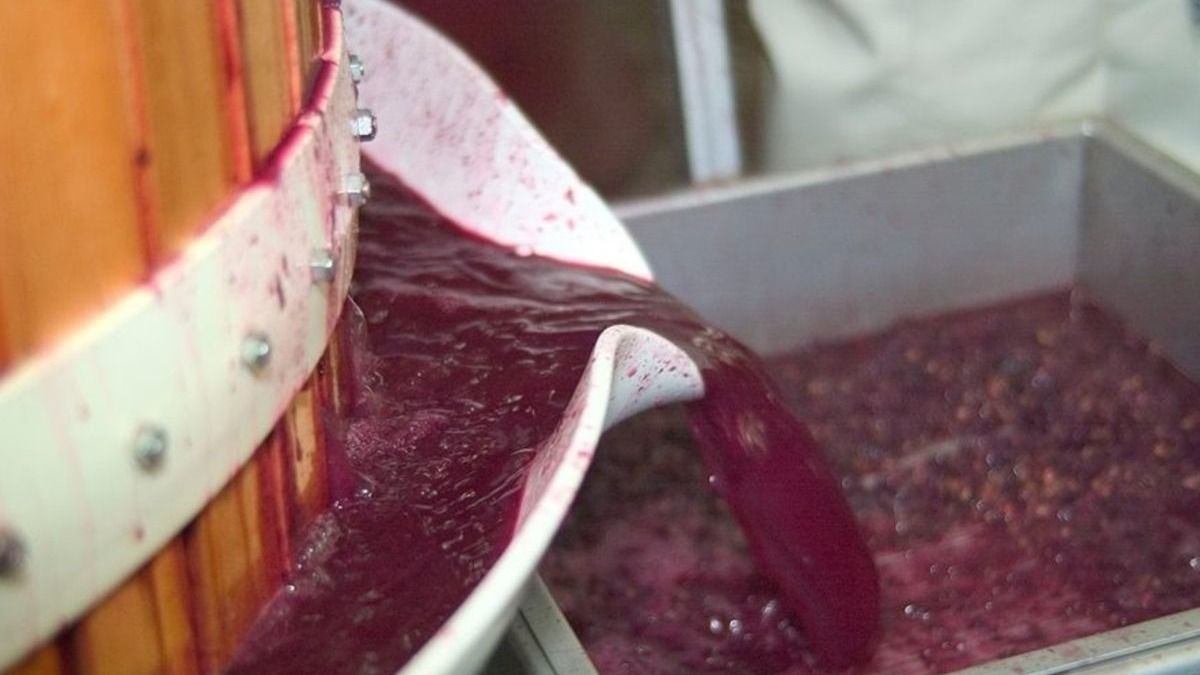 San Juan aporta el 31% de las exportaciones argentinas de mosto de septiembre