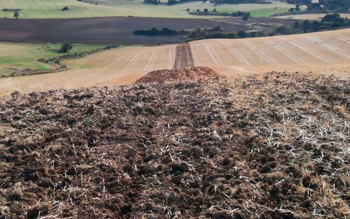 España pierde 527.600 hectáreas de cultivo mientras avanzan los leñosos