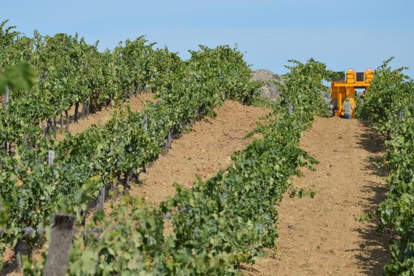 Spanische Weinernte bei 34 Millionen Hektolitern – vierte kurze Kampagne in Folge