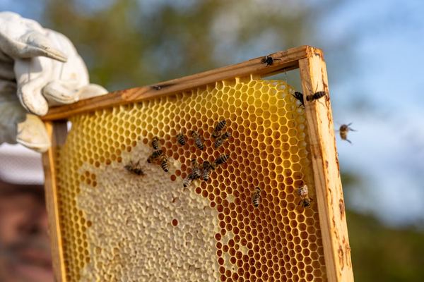 La producción española de miel cae un 11,5% mientras disminuye el número de colmenas