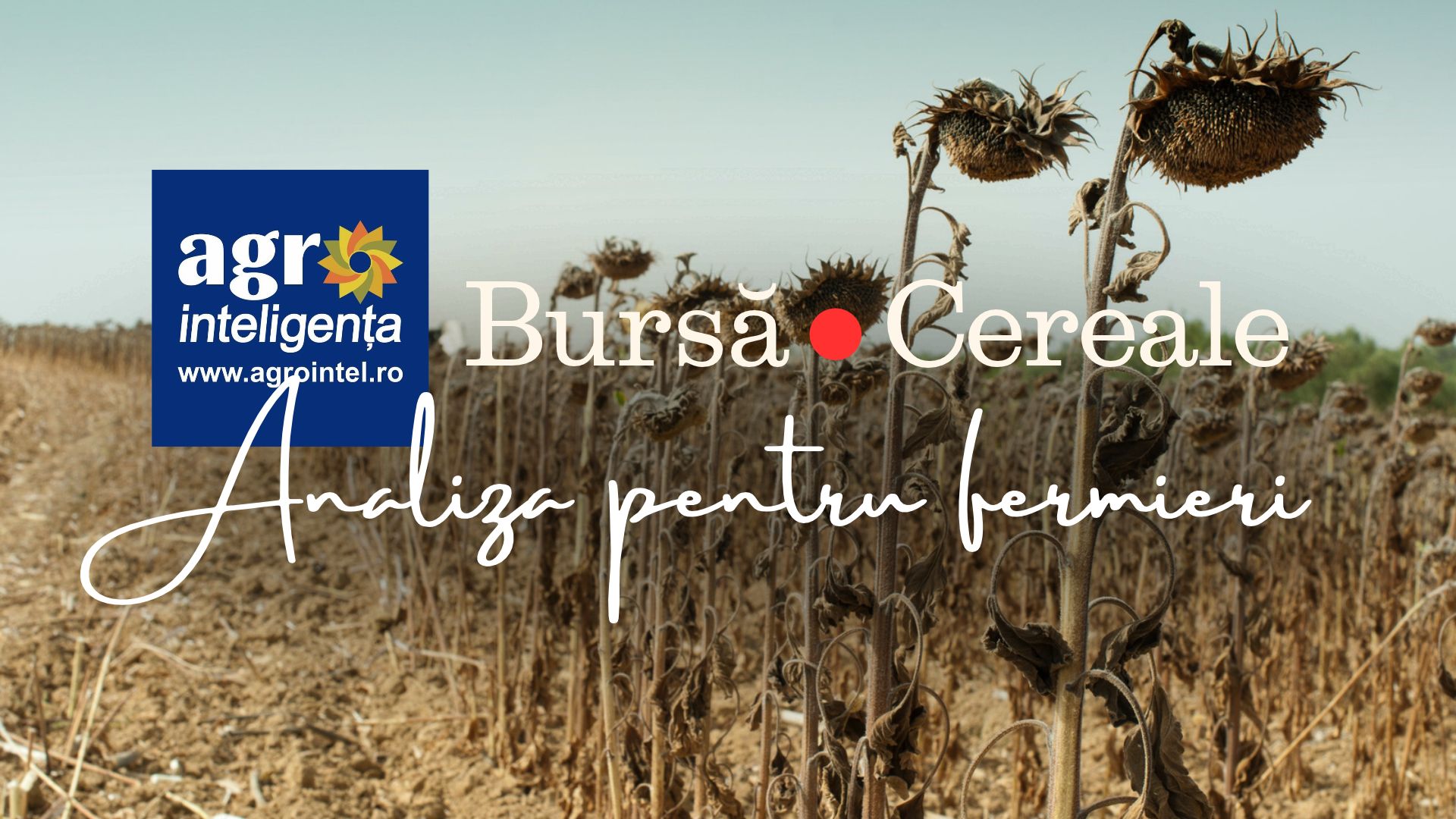 Sonnenblumenkerne halten 487 Euro je Tonne DAP Constanta, Türkei benötigt 1,8 Millionen Tonnen Importe