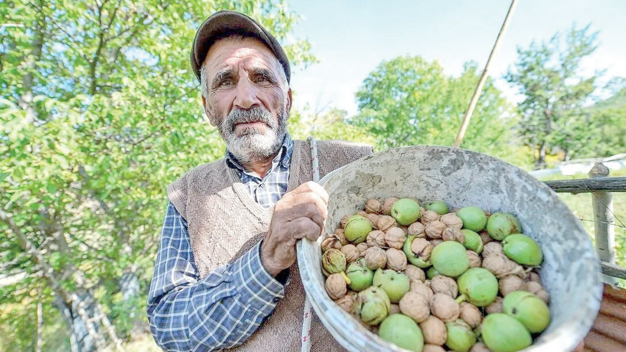 La cosecha turca de nuez de 2026 arranca con previsiones y precios dispares