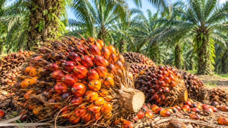 USA stoppen Palmöl von zwei indonesischen Produzenten wegen Zwangsarbeitsverdachts