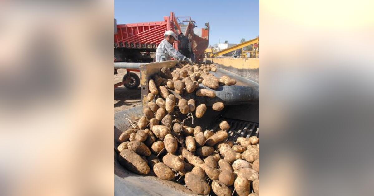 EE. UU. presiona a Japón para abrir su mercado a la patata fresca