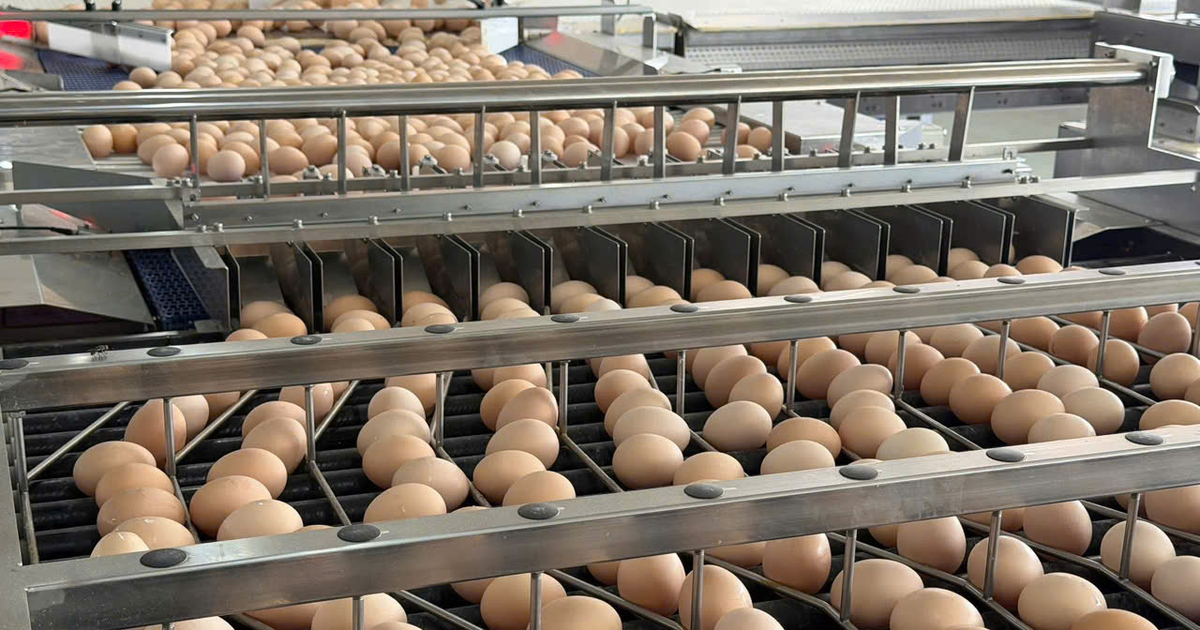 El sector de gallinas ponedoras de Vietnam sufre exceso de oferta: 21.400 millones de huevos y precios en granja casi a la mitad