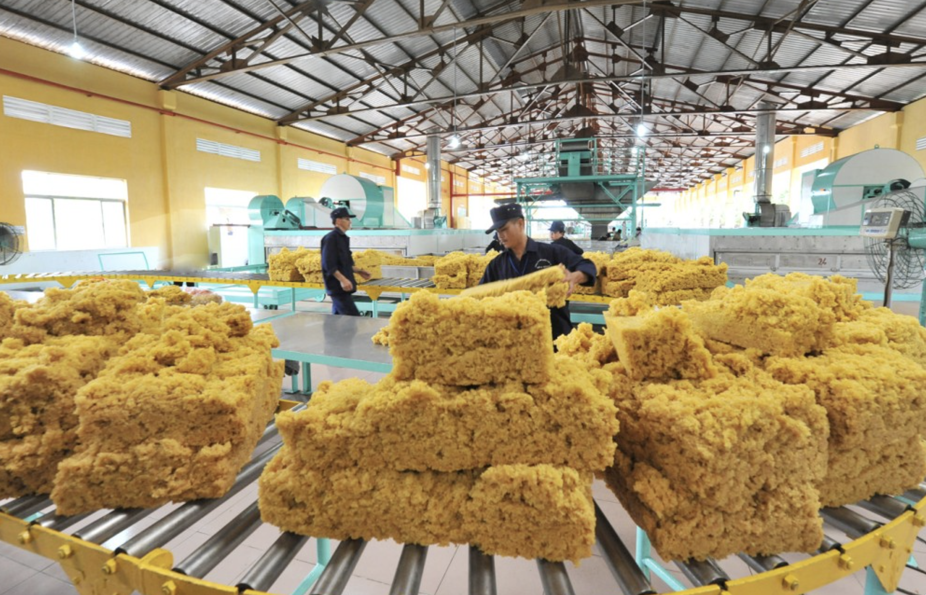 El caucho vietnamita conforme al EUDR logra primas, pero falla la trazabilidad de pequeños productores