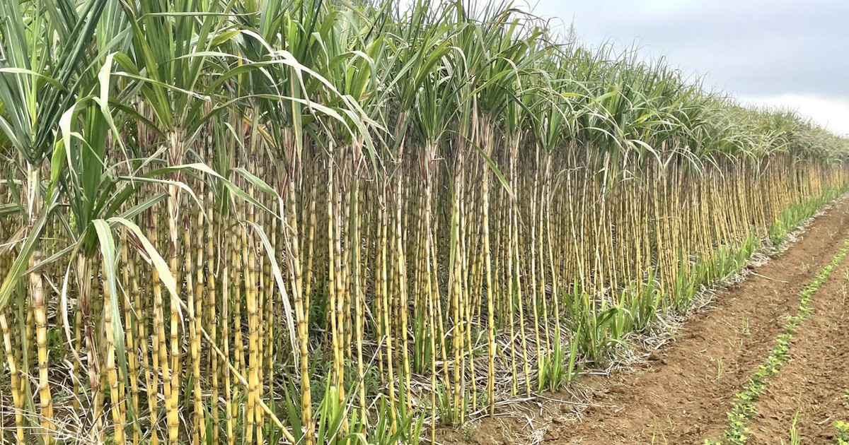 Vietnam liefert erste 24 Tonnen gefrorenes Zuckerrohr nach Südkorea
