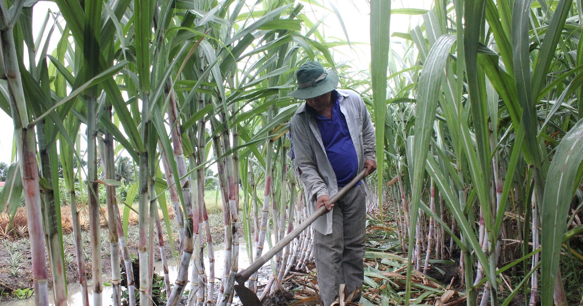 La industria azucarera de Vietnam pide un impuesto del 20% a bebidas con HFCS