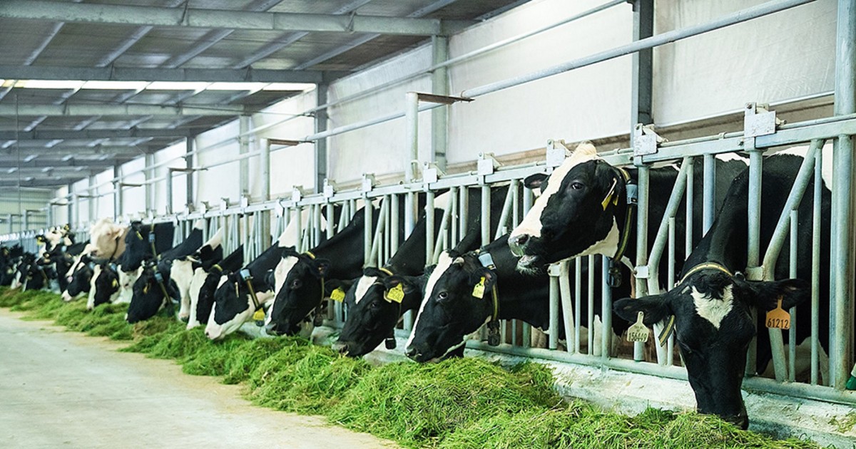 Vietnam aspira a producir 2.600 millones de litros de leche cruda al año en 2030