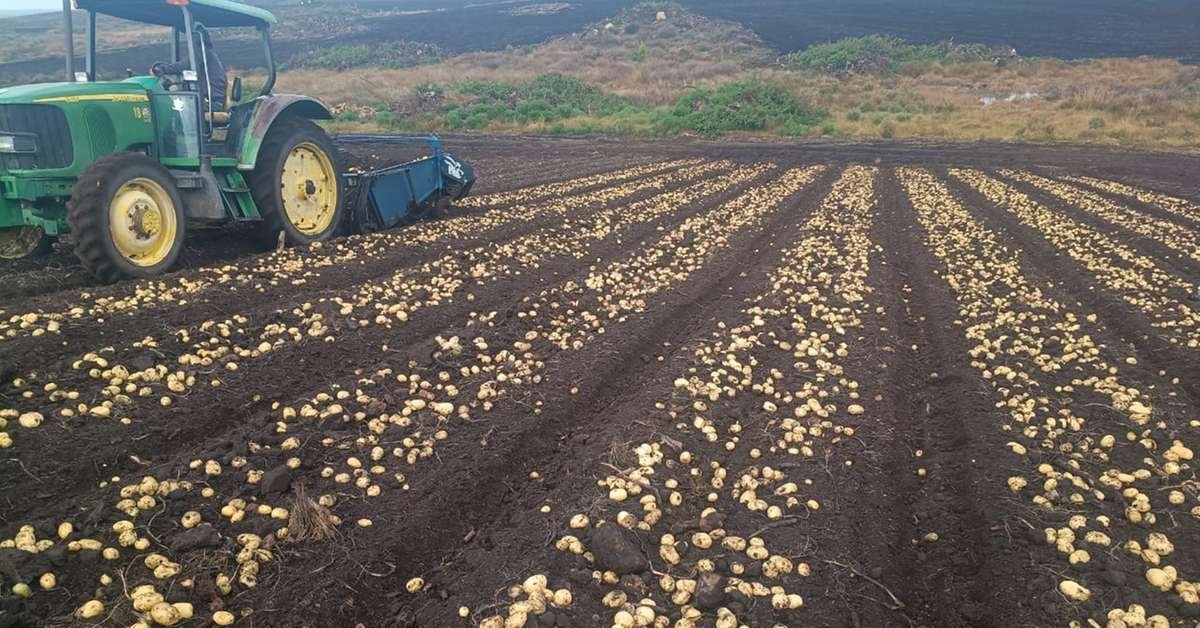 Wetter, hohe Kosten und Importe belasten Brasiliens Kartoffelsektor