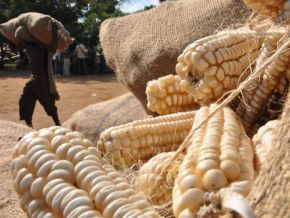 Sambia gewinnt Kenias Maisauftrag über 540.000 Tonnen, südafrikanischer Überschuss bleibt blockiert