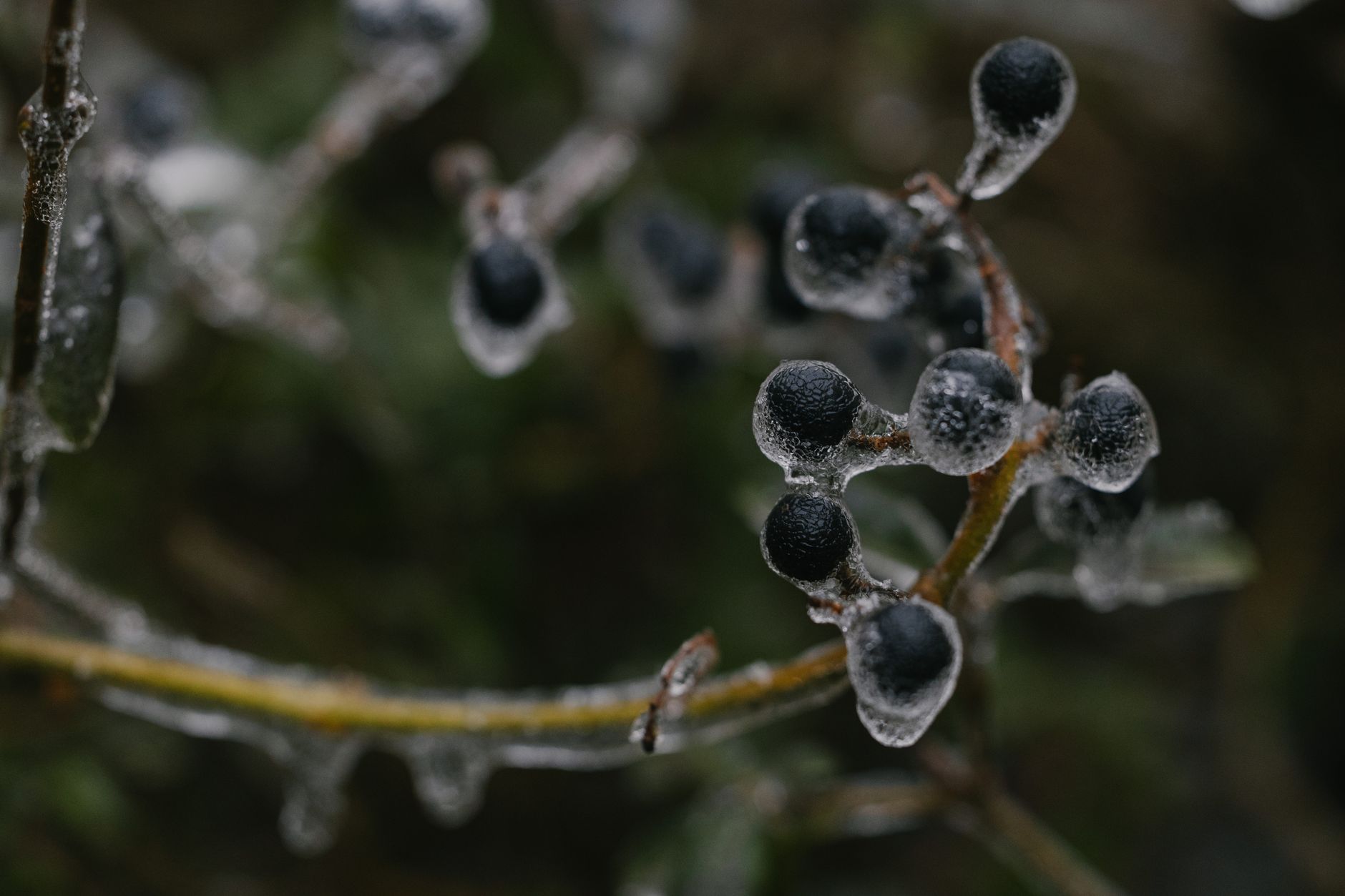 Global Freeze-Dried Berries Market 2021–2031: Size, Share, Trends and Forecast — report cover