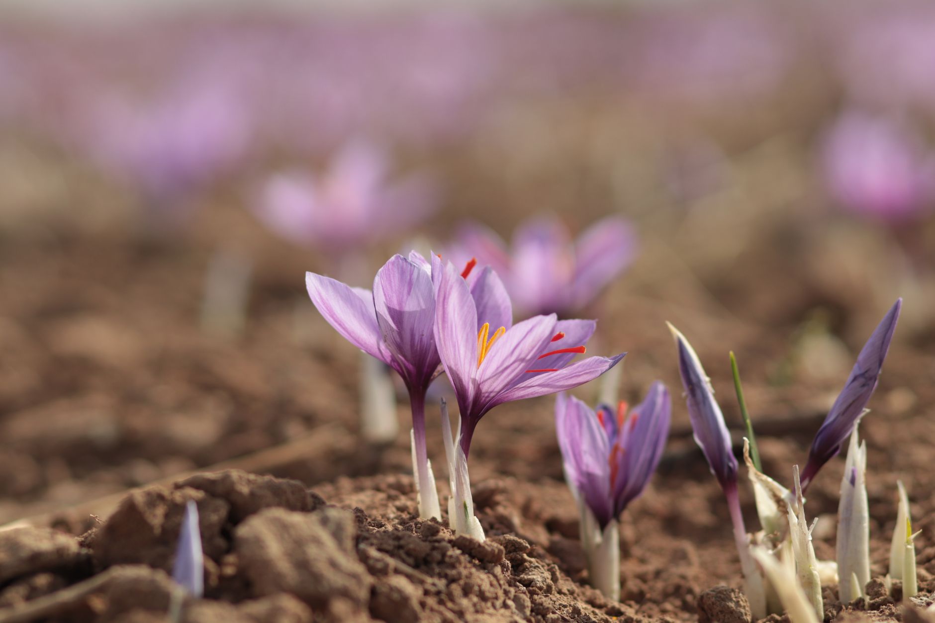 Global Saffron Market 2021–2031: Size, Share, Trends and Forecast — report cover